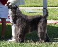 Galgo Afegão