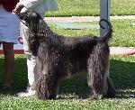 Cães
