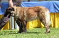 Cão da Serra da Estrela