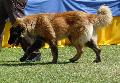 Cão da Serra da Estrela