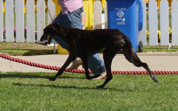 Galgo Espanhol