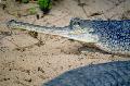 Gavial