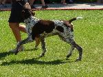 Cães