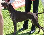 Cães
