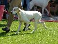 Pointer