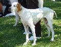 Pointer