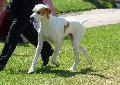 Pointer