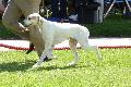 Pointer