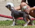 Cão de Crista Chinês