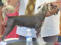 Cão de Crista Chinês