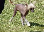 Cães
