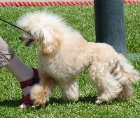 Criadores de cães Caniche