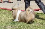 Cães