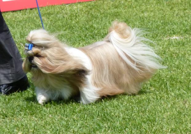 Shih Tzu