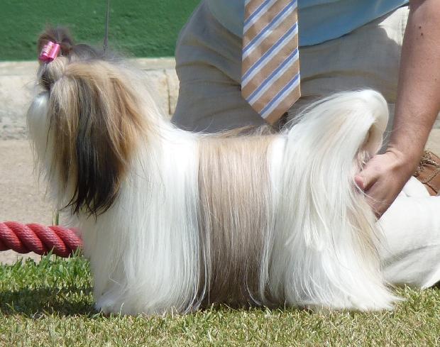 Shih Tzu