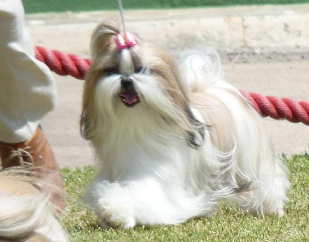 Shih Tzu