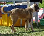 Cão de Gado Transmontano