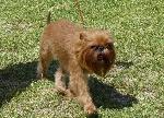 Cães