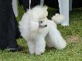 Caniche