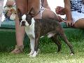 Boston Terrier