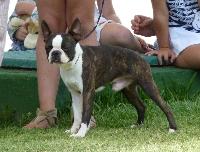 Criadores de cães Boston Terrier