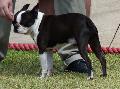 Boston Terrier