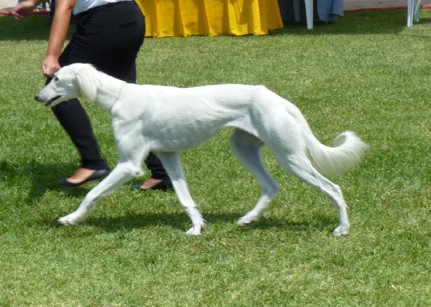 Saluki