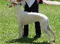 Galgo Inglês