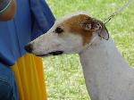 Cães