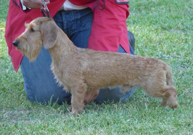 Baixote Kaninchen de Pêlo Cerdoso
