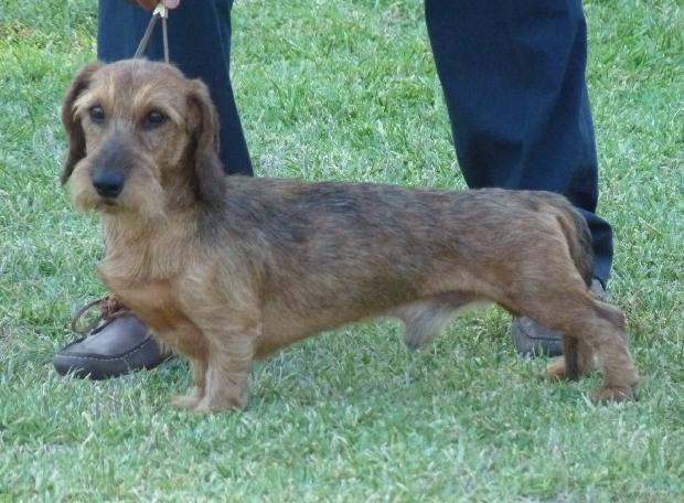 Baixote Kaninchen de Pêlo Cerdoso