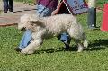Cão Barbado da Terceira