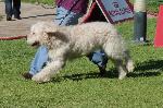 Cães