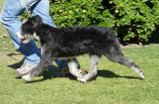 Cão Barbado da Terceira