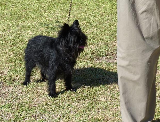 Affenpinscher