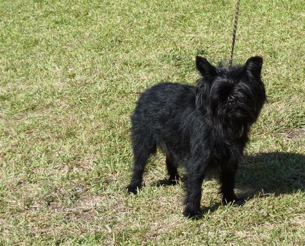 Affenpinscher