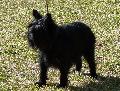 Affenpinscher