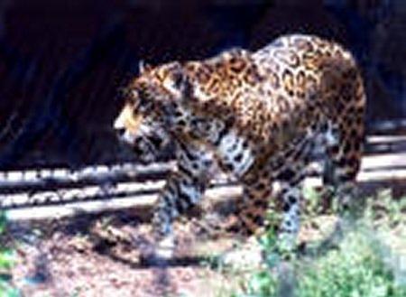 Jaguar