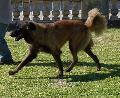 Cão da Serra da Estrela