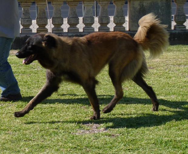 Cão da Serra da Estrela