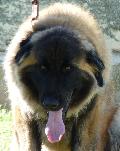 Cão da Serra da Estrela