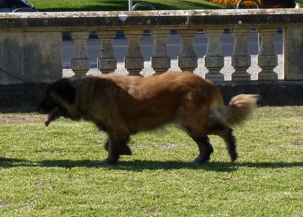 Cão da Serra da Estrela