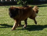 Criadores de cães da Serra da Estrela