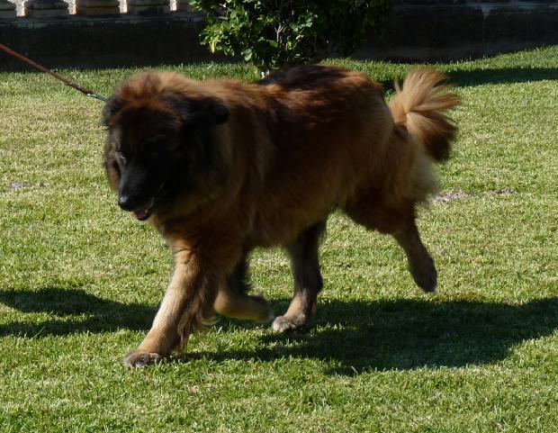 Cão da Serra da Estrela
