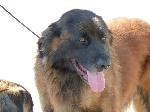 Cães