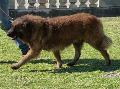 Cão da Serra da Estrela