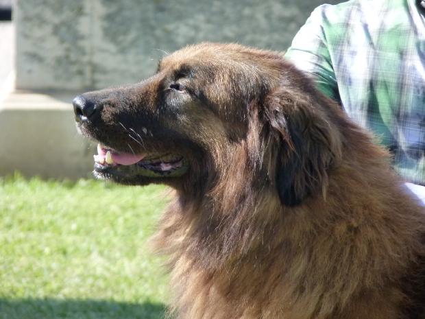 Cão da Serra da Estrela