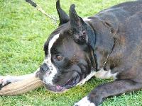 Criadores de cães Boxer