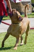 Dogue de Bordéus