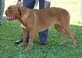 Dogue de Bordéus